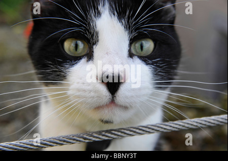 Lustige Tiere Felix & White Black Cat Stockfoto