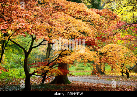 Acer Palmatum Elegans - Thorp Perrow Arboretum, Yorkshire Stockfoto