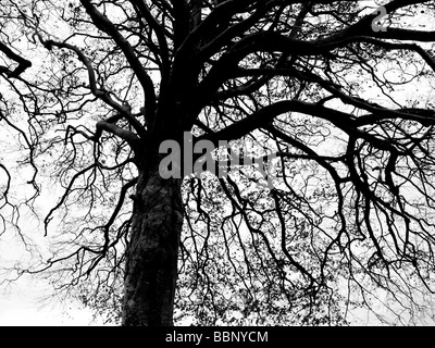 Silouhetted Bäume auf der dunklen Landstraße in Devon UK Stockfoto