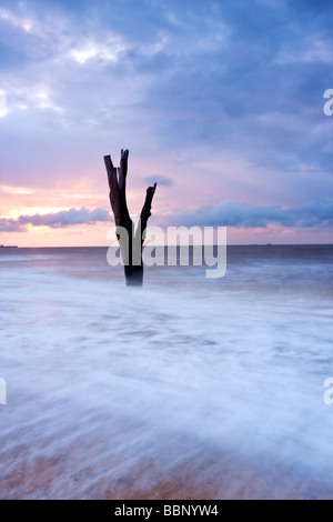 Toter Baum, auf dem Meer bei Benacre an der Küste von Suffolk im Morgengrauen Stockfoto