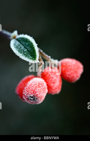 Beeren der Zwergmispel Franchetti mit frost Stockfoto