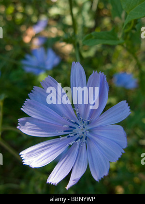 Gemeinsamen Chicorée Cichorium intybus Stockfoto