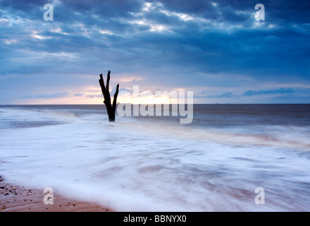 Toter Baum, auf dem Meer bei Benacre an der Küste von Suffolk im Morgengrauen Stockfoto