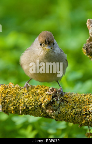 Weibliche Mönchsgrasmücke (Sylvia Atricapilla) Stockfoto