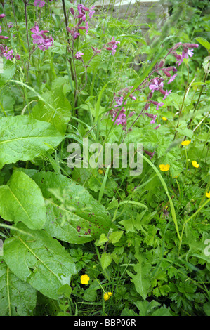 Wildnis-Garten nach dem Regen. Stockfoto