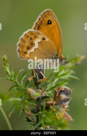 Altrosa Heide Schmetterling (Coenonympha Dorus) Stockfoto