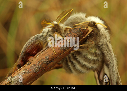 Paarung Kaiser Motten - Saturnia pavonia Stockfoto