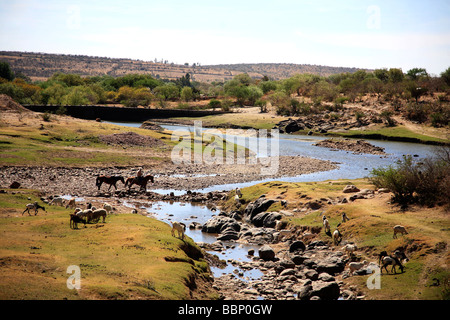 Landschaft Fluss mit Pferden in einem nostalgischen Bild Kreuzung inspiriert Wildnis in Frieden beautyful Horizonte grüne Sonne Stockfoto