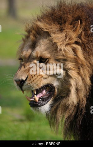 Nahaufnahme eines großen wütend afrikanische männlichen Löwen Stockfoto