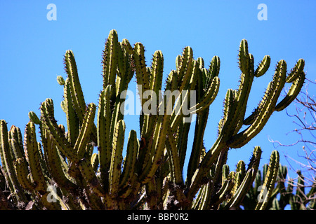 Kaktus wild Mexico Kaktus wild Mexico Kaktus Cereus natürlichen Welt niemand Pflanzen im freien Saguaro Kaktus Sharpcal Wache Dorn Stockfoto