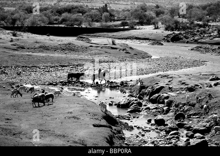 schwarze und weiße Landschaft Fluss mit Pferden in einem nostalgischen Bild Kreuzung inspiriert Wildnis in Ruhe beautyful Horizonte Stockfoto