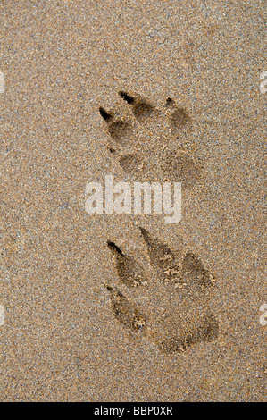 Hund Pfotenabdrücke im Sand in Dornoch Beach, Ostküste, Sutherland, Schottland Stockfoto