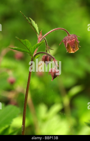 Wasser Avens - Geum rivale Stockfoto