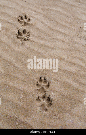 Hund Pfotenabdrücke im Sand in Dornoch Beach, Ostküste, Sutherland, Schottland Stockfoto