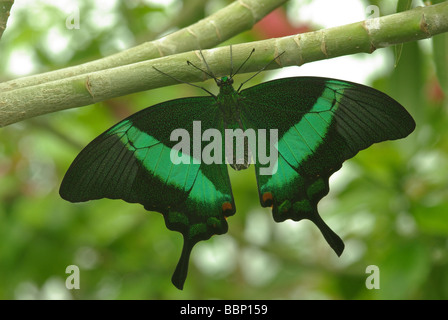 Grüne Schwalbenschwanz Schmetterling - Papilio palinurus Stockfoto
