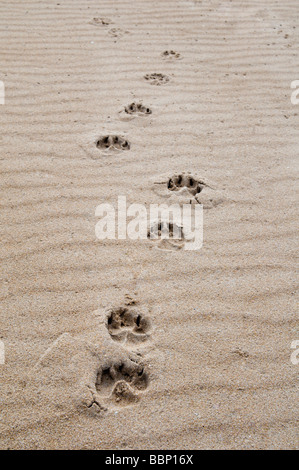 Hund Pfotenabdrücke im Sand in Dornoch Beach, Ostküste, Sutherland, Schottland Stockfoto