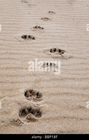 Hund Pfotenabdrücke im Sand in Dornoch Beach, Ostküste, Sutherland, Schottland Stockfoto