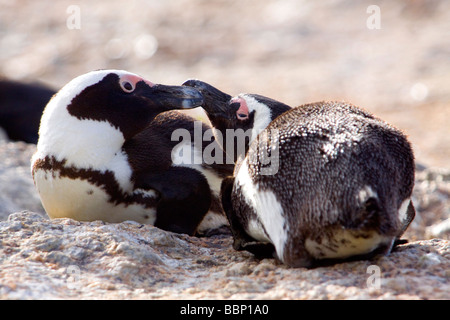 Pinguine von Cape Town paar afrikanische Pinguine Trocknen auf einem Felsen die Boulder beach Kolonie Boulder Stockfoto