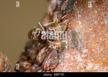Schwarzen Garten Ameisen (Lasius Niger) Melken Psyllids (Cacopsylla Pyri, genannt Birne Psylla oder europäische Birne Sauger) Stockfoto
