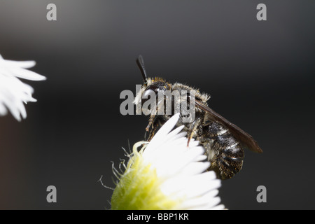 Heriades Truncorum, eine wilde Biene, sitzen auf Berufkraut Stockfoto