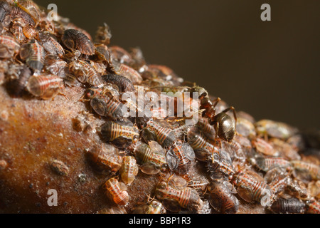 Cacopsylla Pyri (Birne Psylla, Europäische Birne Sauger), von schwarzen Garten Ameisen (Lasius Niger) gepflegt. Das sind die Honigtau ernten Stockfoto