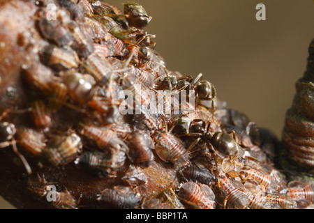 Cacopsylla Pyri (Birne Psylla, Europäische Birne Sauger), von schwarzen Garten Ameisen (Lasius Niger) gepflegt. Das sind die Honigtau ernten Stockfoto