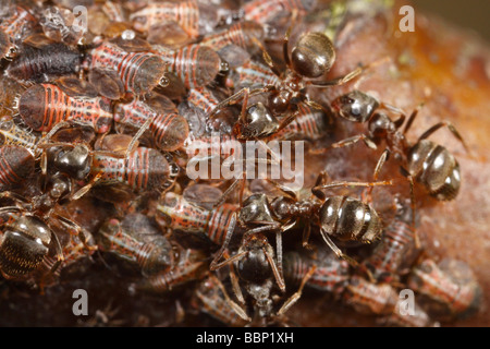 Cacopsylla Pyri (Birne Psylla, Europäische Birne Sauger), von schwarzen Garten Ameisen (Lasius Niger) gepflegt sind die Honigtau ernten. Stockfoto