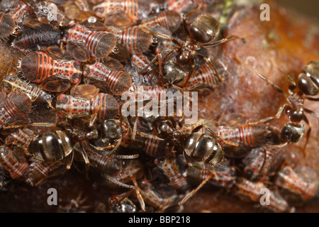 Cacopsylla Pyri (Birne Psylla, Europäische Birne Sauger), von schwarzen Garten Ameisen (Lasius Niger) gepflegt. Das sind die Honigtau ernten Stockfoto