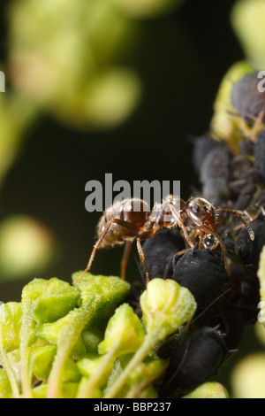 Schwarzer Garten Ameisen (Lasius Niger) Melken Mückenart (Blattläuse, schwarze Bohne Apid, Aphis Fabae). Das sind die Honigtau ernten. Stockfoto