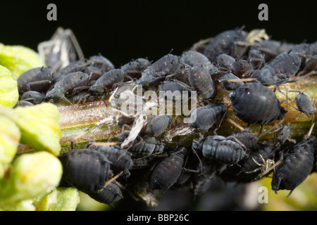 Mückenart (Aphis Fabae, schwarze Bohnen-Blattlaus) auf einem Stiel Stockfoto