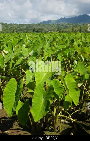 Taro-Pflanzen in der Nähe von Hanalei in Kauai Hawaii USA Stockfoto