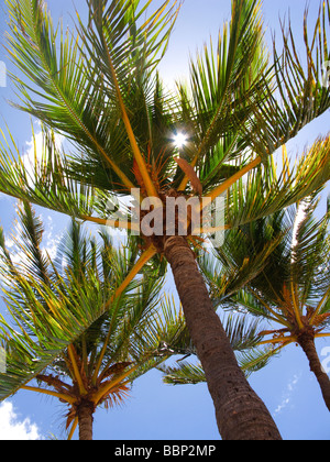 Palmen am Salt Pond Beach Park auf Kauai Hawaii USA Stockfoto