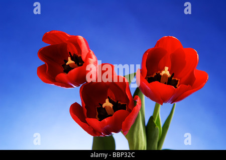 Rote Tulpen auf blauem Hintergrund Stockfoto