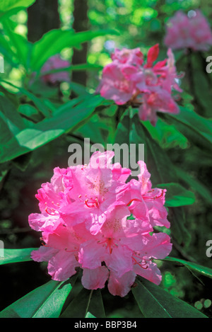 Rhododendren und Coast Redwood Sequoia Sempervirens in die Lady Bird Johnson Grove Redwood Nationalpark Kalifornien Stockfoto