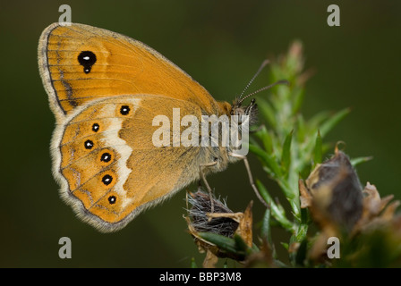 Altrosa Heide Schmetterling (Coenonympha Dorus) Stockfoto