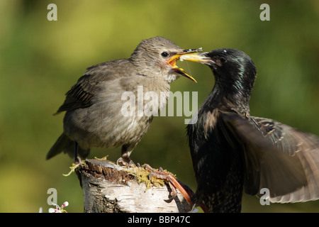 Starling Sturnus Vulgaris juvenile gefüttert von einem Erwachsenen auf ein Moos bedeckt log Stockfoto