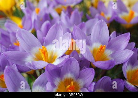 Crocus Sieberi Subspecies Sublimis "Tricolor" AGM Stockfoto