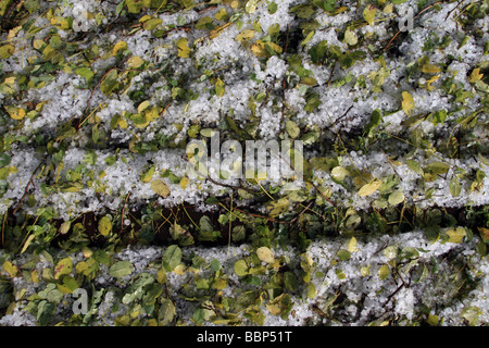 Hagelkörner und Laub auf Boden in Landschaft Stockfoto