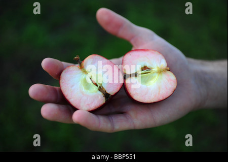 Äpfel gepflückt in einem traditionellen englischen Obstgarten Stockfoto