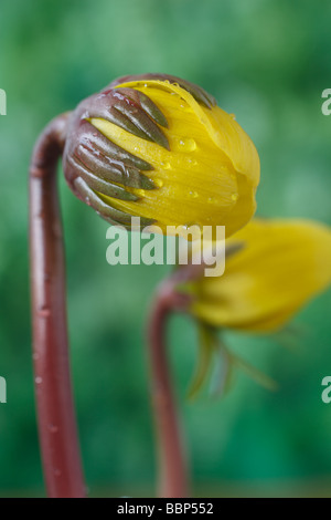 Eranthis Hyemalis Cilicica Gruppe (Winter Aconitum) geschlossene Blume. Stockfoto