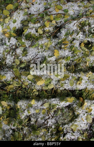 Hagelkörner und Laub auf Boden in Landschaft Stockfoto