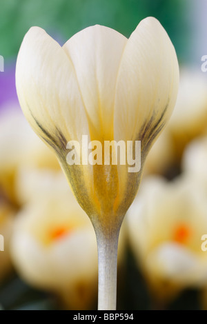 Crocus Chrysanthus 'Cream Beauty' AGM Stockfoto