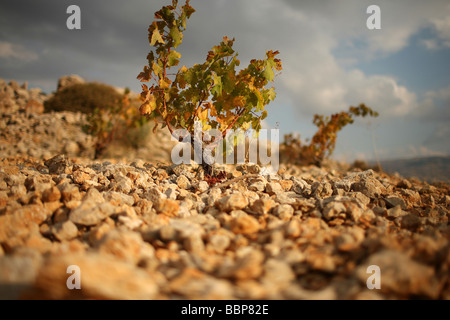 WEINREBE, WEINBERG IN DER BEKAA EBENE, LIBANON Stockfoto