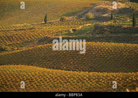 WEINBERG IN DER BEKAA EBENE, LIBANON Stockfoto