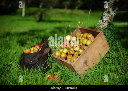 Äpfel gepflückt in einem traditionellen englischen Obstgarten Stockfoto