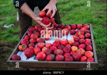 Äpfel gepflückt in einem traditionellen englischen Obstgarten Stockfoto