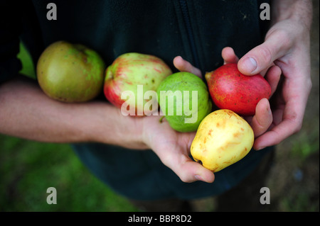 Äpfel gepflückt in einem traditionellen englischen Obstgarten Stockfoto