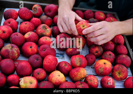 Äpfel gepflückt in einem traditionellen englischen Obstgarten Stockfoto