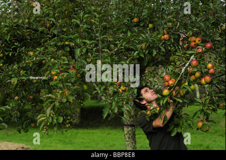 Äpfel gepflückt in einem traditionellen englischen Obstgarten Stockfoto