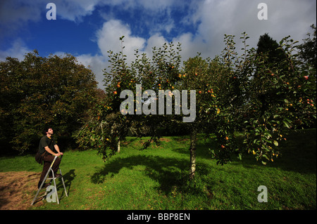 Äpfel gepflückt in einem traditionellen englischen Obstgarten Stockfoto